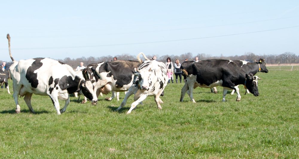 koeienmeiden in de bocht
