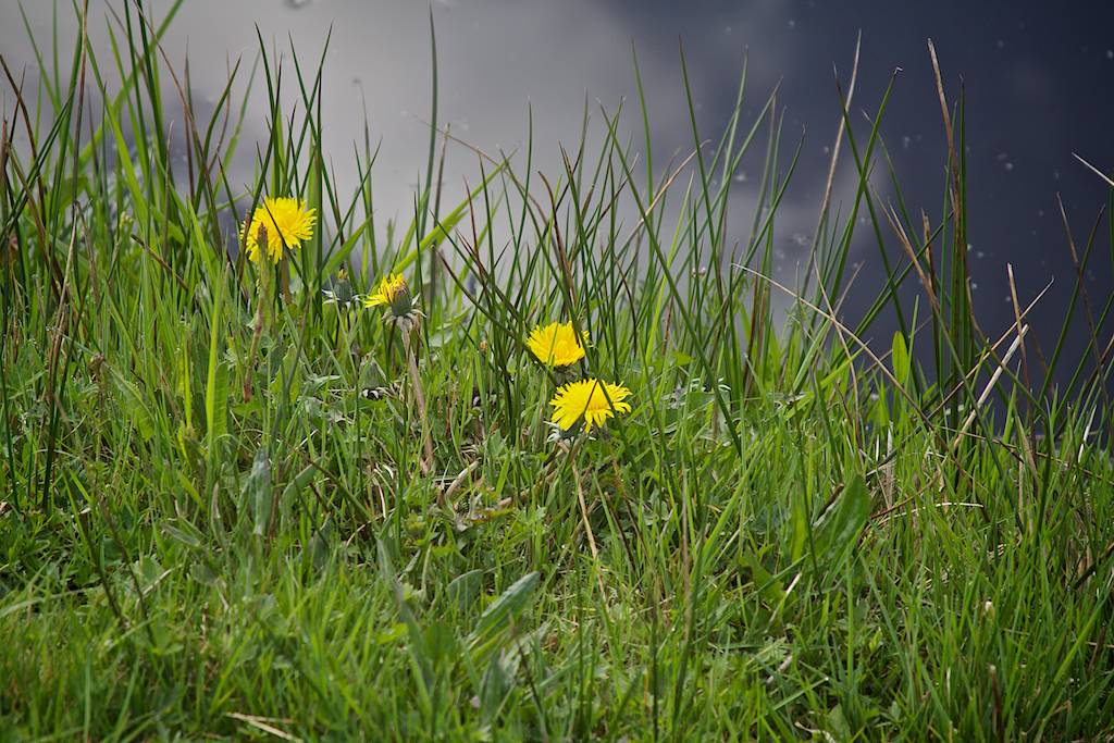 hynsteblom