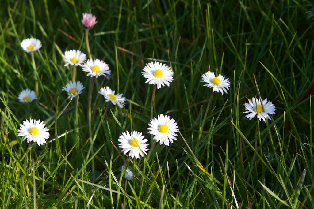koblomkes