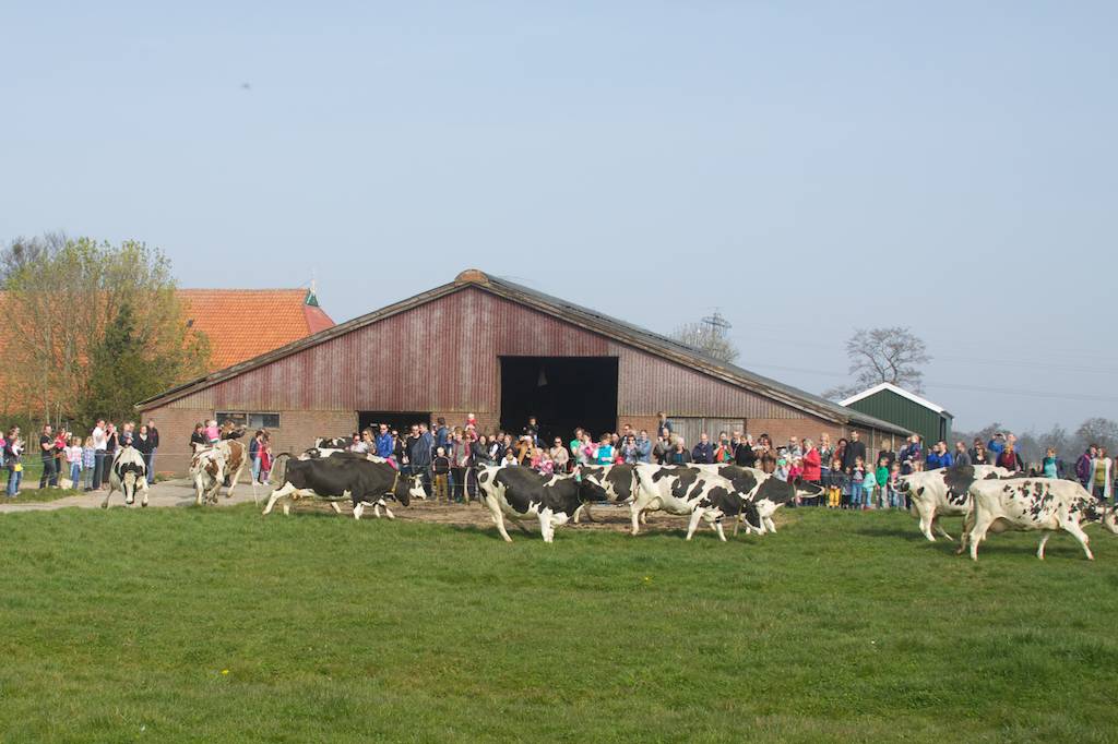 koeien2014